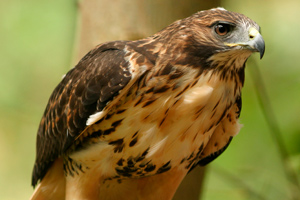 Keen eyesight helps the hawk find food