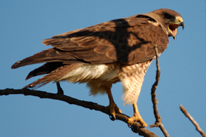 A hawk callling to its mate