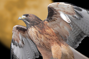 A hawk spreaking its wings