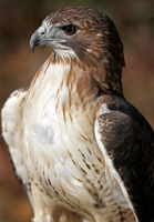 A close-up of the front of a hawk