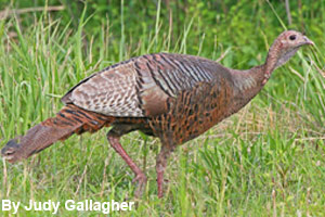 A female turkey is called a hen.