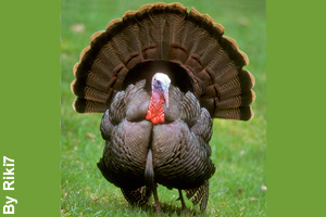A male turkey is called a tom or a gobbler.
