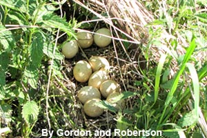 A nest of wild turkey eggs