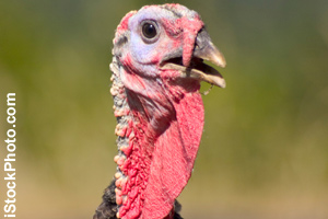 Close-up of a male turkey head