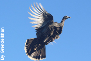 A wild turkey can fly but usually runs.