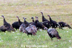 A rafter of wild turkeys