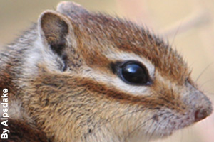 Close-up of a chipmunk's head