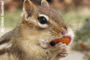 A chipmunk storing seeds in its cheek pouch