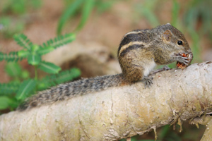 Chipmunk eating a seed
