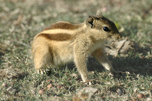 Notice the stripes on the chipmunk's back