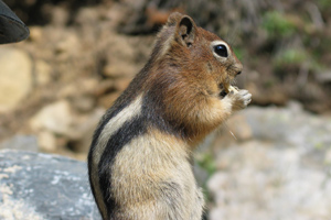 A sitting chipmunk using its paws to eat