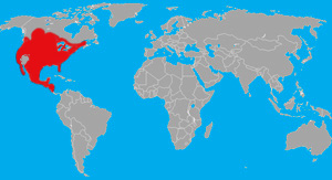 Range (in red) of the raccoon