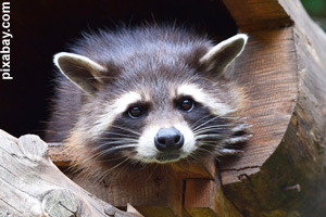 Raccoons have black eyes with patches of black fur