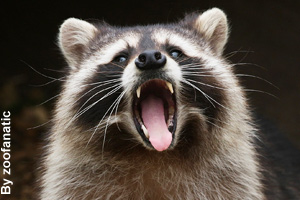 A raccoon yawning