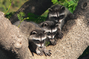 Notice the hand-like paws of three young raccoons