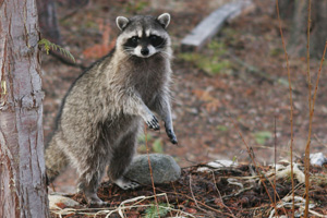 Raccoons are curious and clever