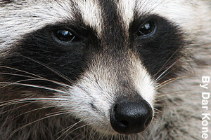 Close-up of a raccoon