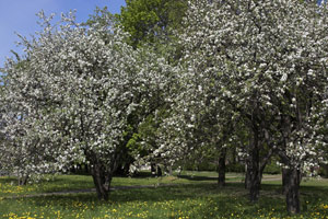 An apple orchard