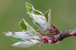 Blossoms turning to apple