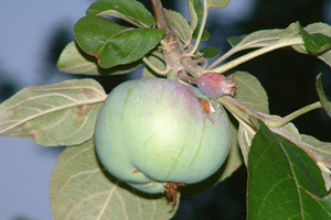 Ripe apples reading for picking