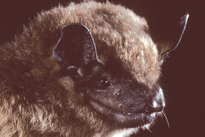 Close-up of a big brown bat