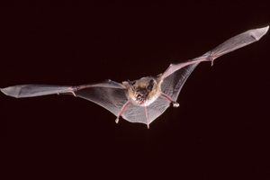 A big brown bat flying
