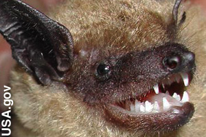 Close-up of the teeth of a big brown bat