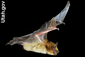 A big brown bat flying
