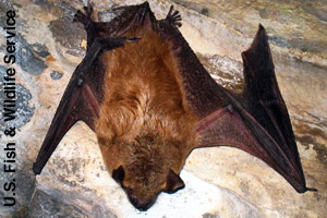 A big brown bat hanging in a cave.
