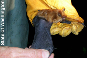 The size of an adult big brown bat