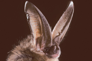 Close-up of the big-eared bat