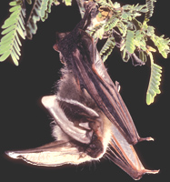 The big-eared bat at rest