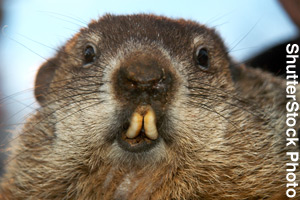Close-up of a groundhog