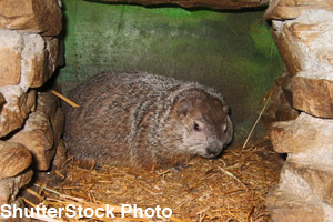 A groundhog coming out of its burrow