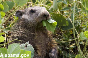 A groundhog eating