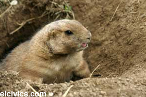 A groundhog in its burrow