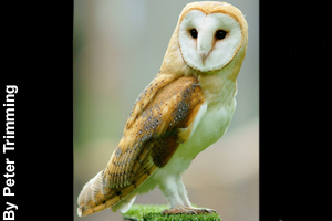 An adult barn owl
