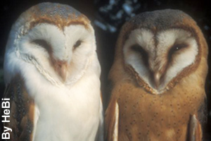 A pair of barn owls; male (left) and female (right)