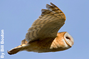 A barn owl in flight