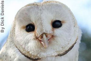 Close-up of a barn owl