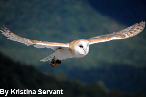 A barn owl in flight