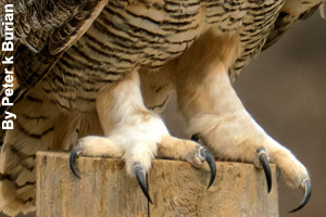 A close-up of a great horned owl's talons