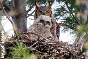 A great horned owl adult and owlet in their nest