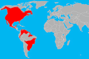 Habitat of the great horned owl
