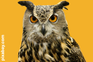 An adult great horned owl
