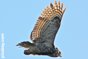 A great horned owl in flight