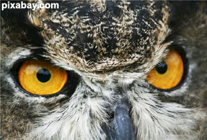 A close-up of a great horned owl's face