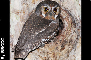 An adult elf owl