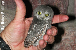 The adult elf owl is a tiny owl.