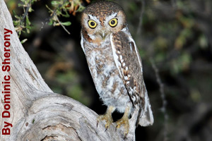 An elf owl perched on a limb
